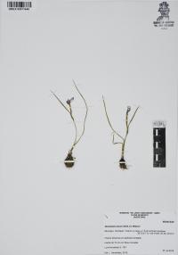 Nemastylis tenuis image